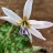 Кандык европейский или собачий зуб "Вайт Сплендор", Еrythronium denscanis "White Splendour"  - Кандык собачий зуб или европейский или эритрониум "Вайт Сплендор", Еrythronium denscanis "White Splendour" , цветок
